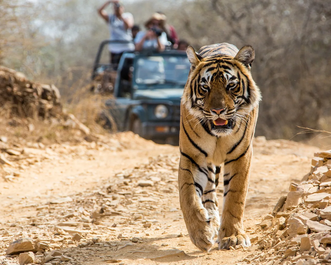 A tiger in Bandhavgarh National Park