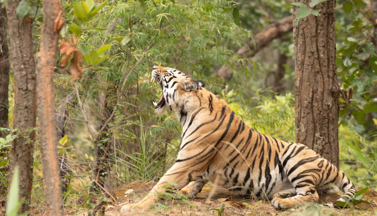 Bandhavgarh National Park landscape