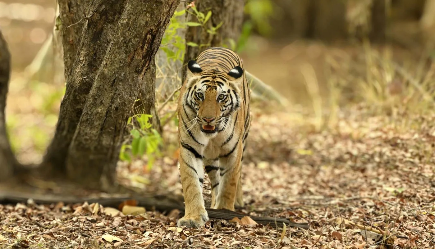 Jeep safari in Bandhavgarh National Park