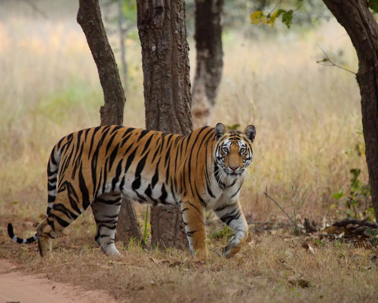 A tiger resting in the forest at Bandhavgarh