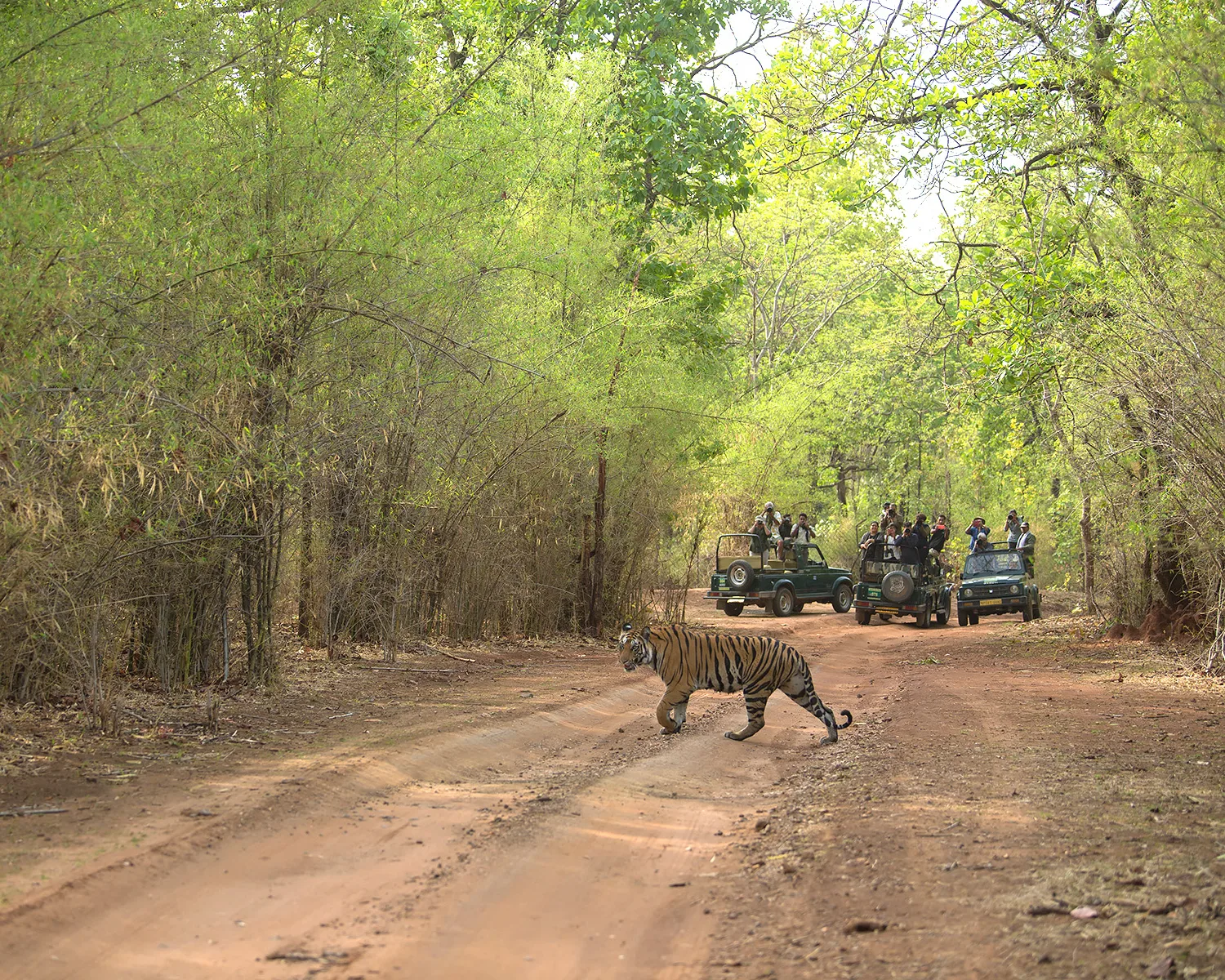 Forest and grassland scenery inside Bandhavgarh National Park