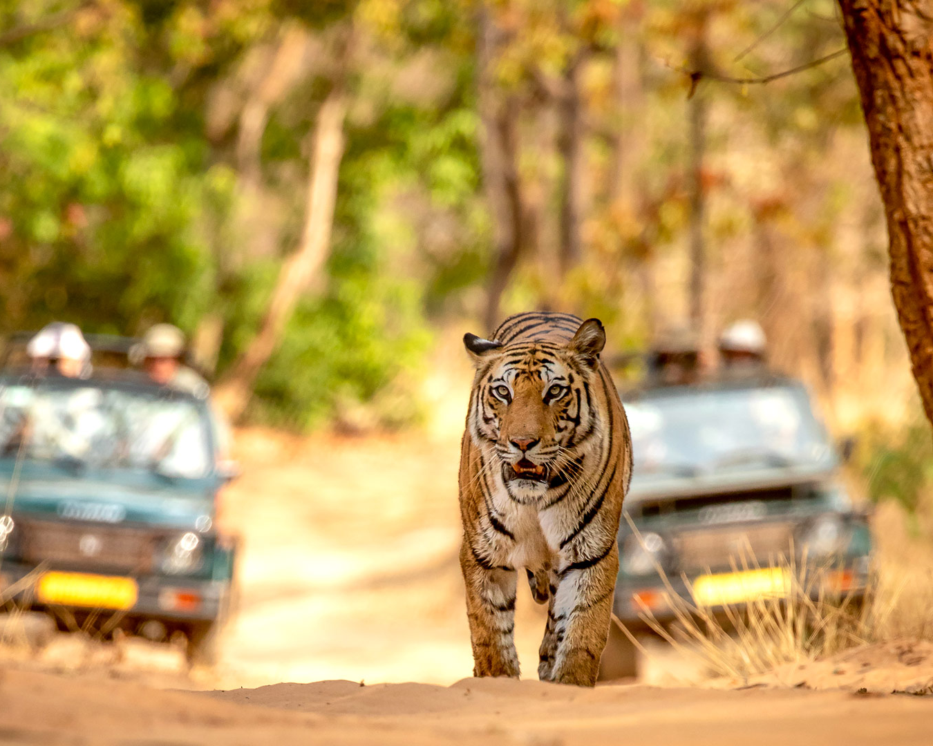 bandhagarh safari booking tiger seeing